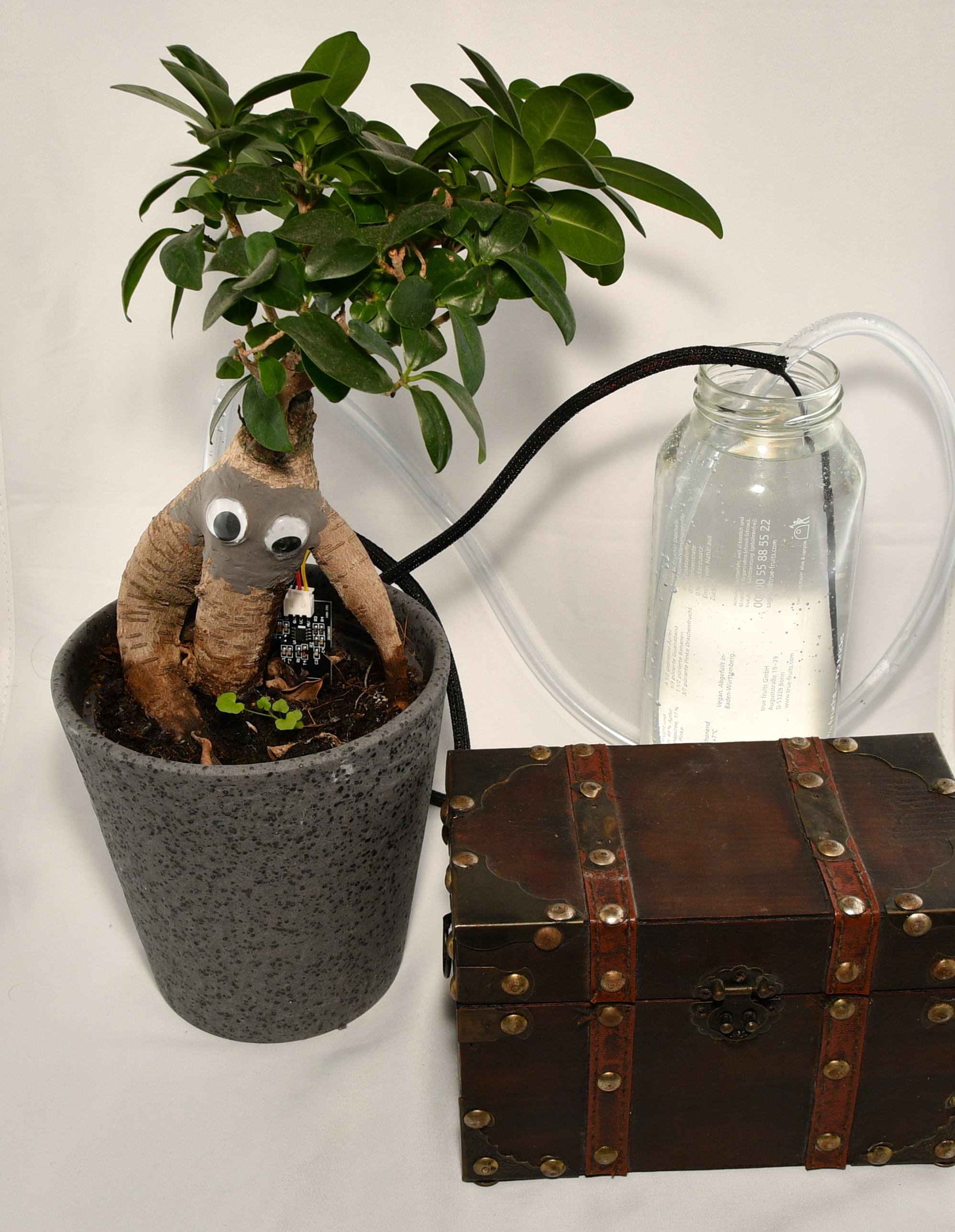 Alraune in der Gesamtansicht mit Ginseng, Wassertank und Kiste mit Schaltung